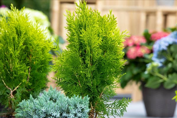 Chamaecyparis lawsoniana
