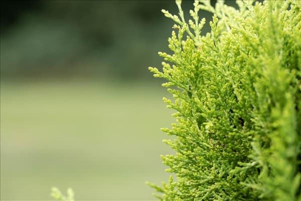 Chamaecyparis lawsoniana