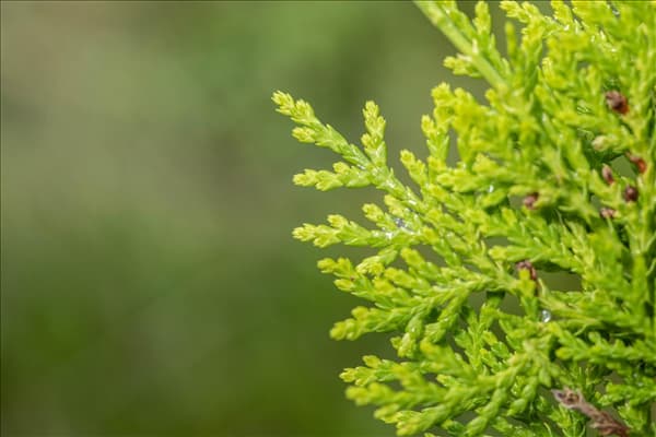 Chamaecyparis lawsoniana