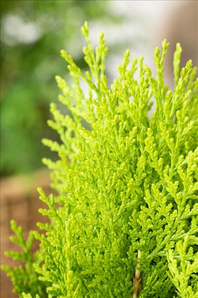 Chamaecyparis lawsoniana