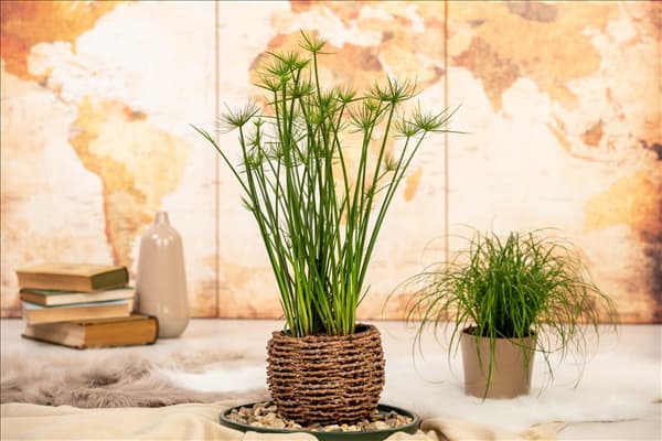 Cyperus haspan