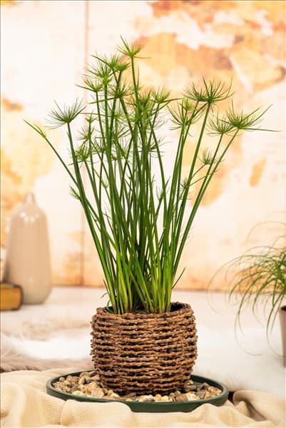 Cyperus haspan