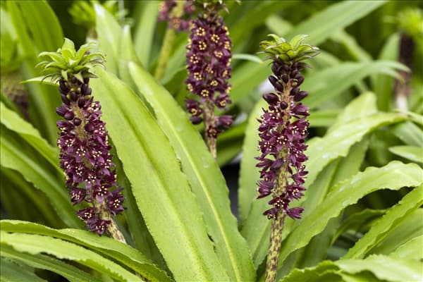 Eucomis 'Aloha Lily'