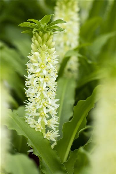 Eucomis 'Aloha Lily'