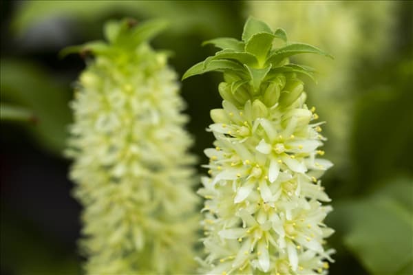 Eucomis 'Aloha Lily'