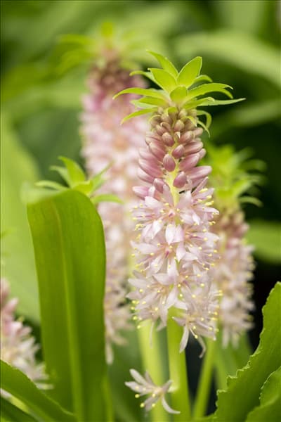 Eucomis 'Aloha Lily'