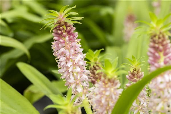 Eucomis 'Aloha Lily'