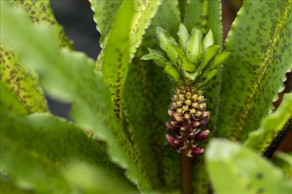Eucomis 'Aloha Lily'