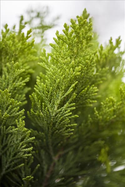 Chamaecyparis lawsoniana 'Minima Aurea'
