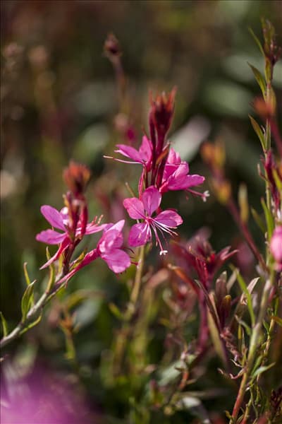 Gaura lindheimeri