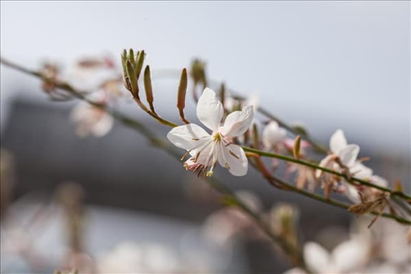Gaura lindheimeri