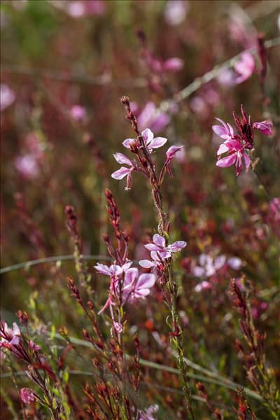 Gaura lindheimeri