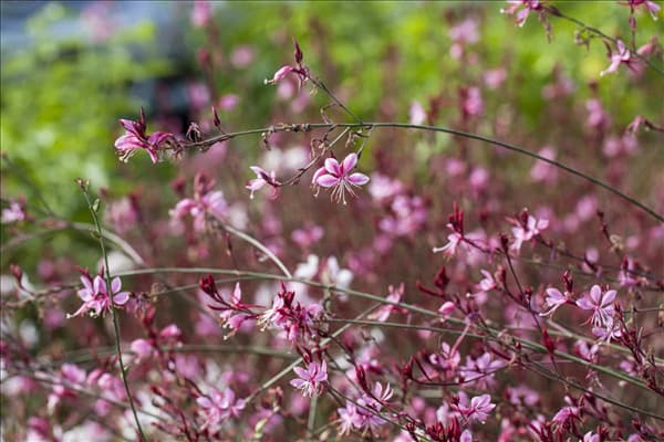 Gaura lindheimeri