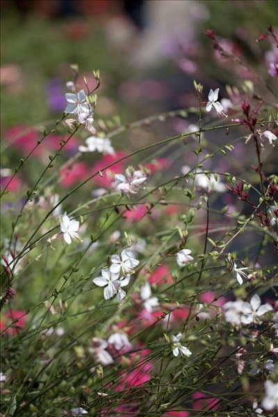 Gaura lindheimeri
