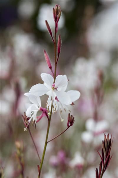 Gaura lindheimeri