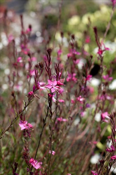 Gaura