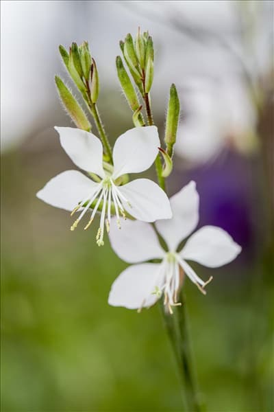 Gaura lindheimeri