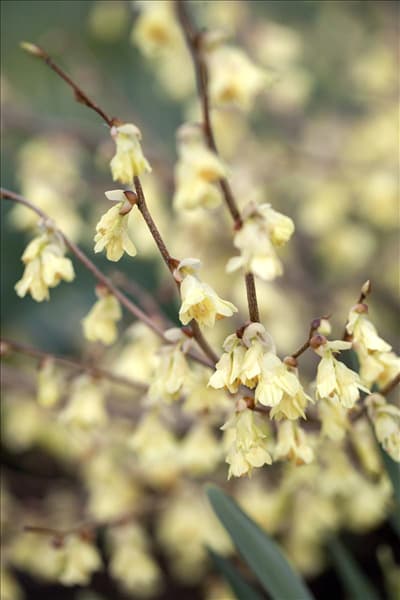 Corylopsis pauciflora