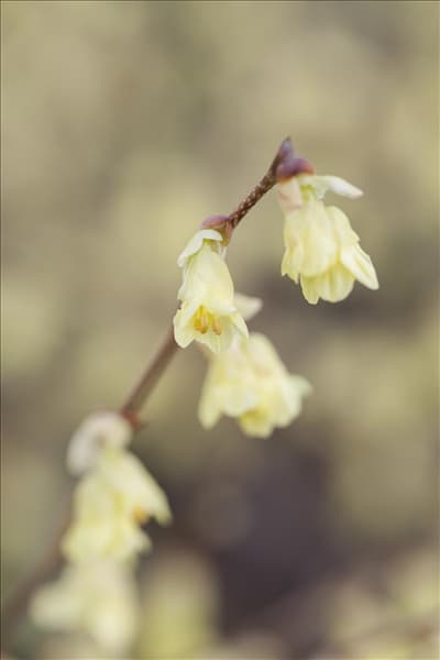 Corylopsis pauciflora