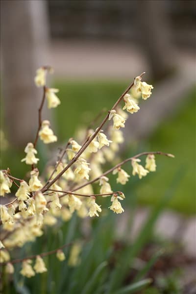 Corylopsis pauciflora