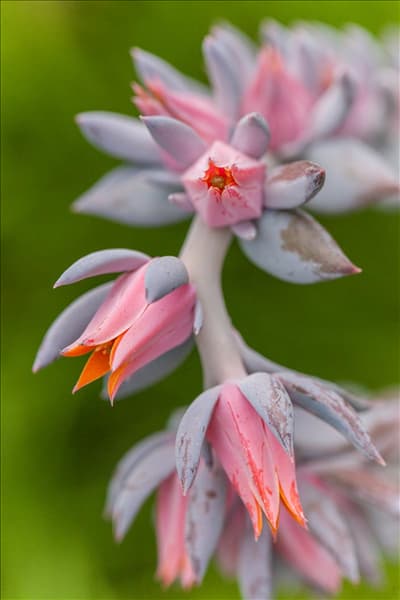 Echeveria 'Blue Prince'