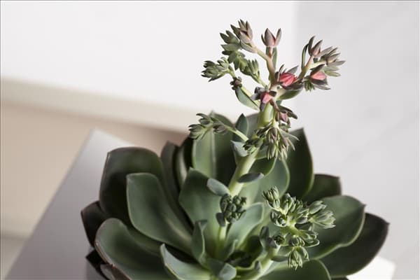 Echeveria 'Blue Prince'