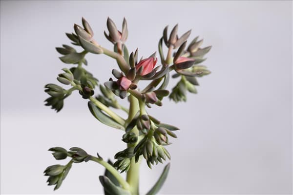 Echeveria 'Blue Prince'