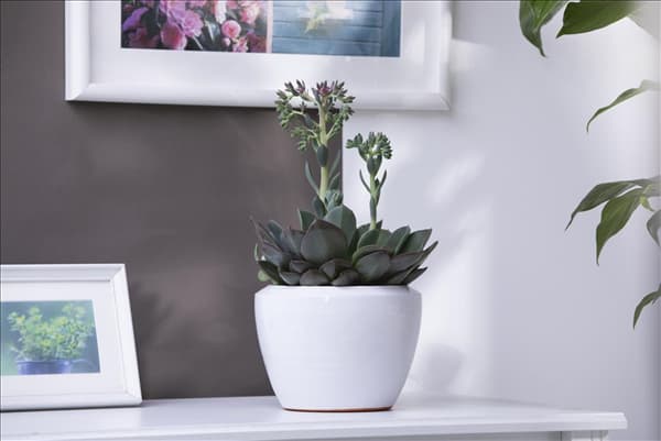 Echeveria 'Blue Prince'