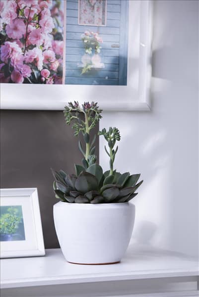 Echeveria 'Blue Prince'