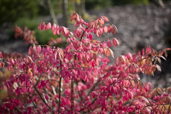 Euonymus alatus