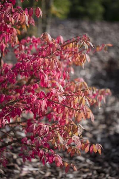 Euonymus alatus
