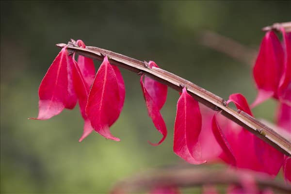 Euonymus alatus