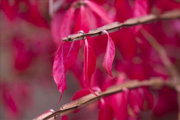 Euonymus alatus