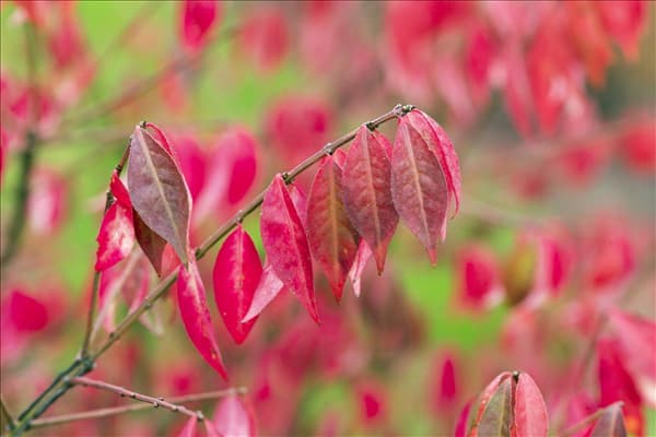 Euonymus alatus