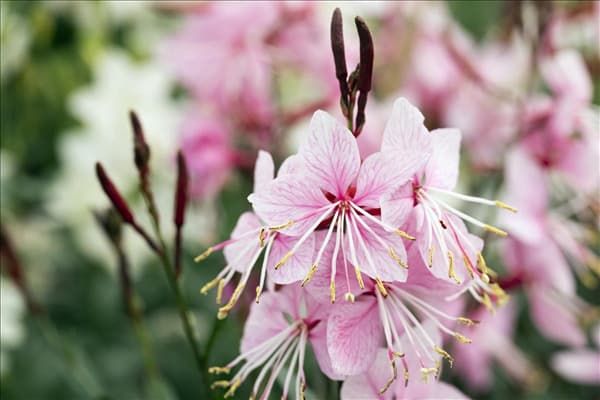 Gaura lindheimeri 'Belleza'®
