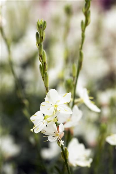 Gaura lindheimeri 'Belleza'®