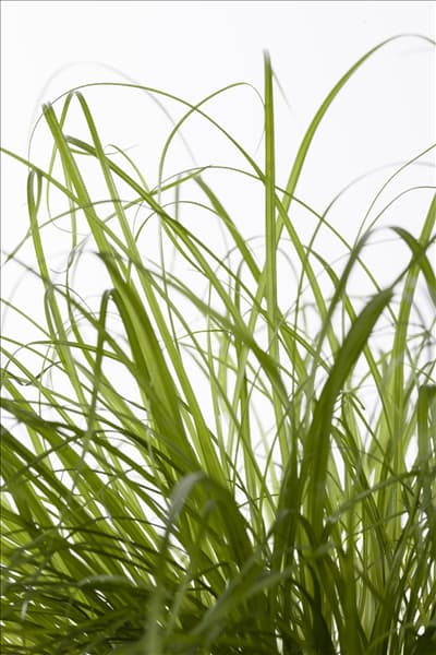 Cyperus zumula