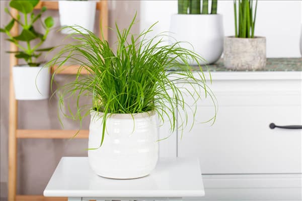 Cyperus zumula