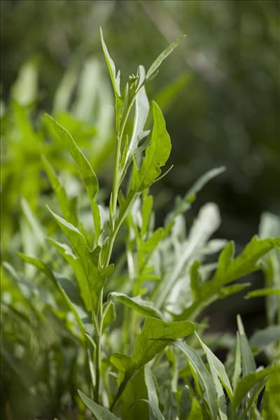Eruca sativa