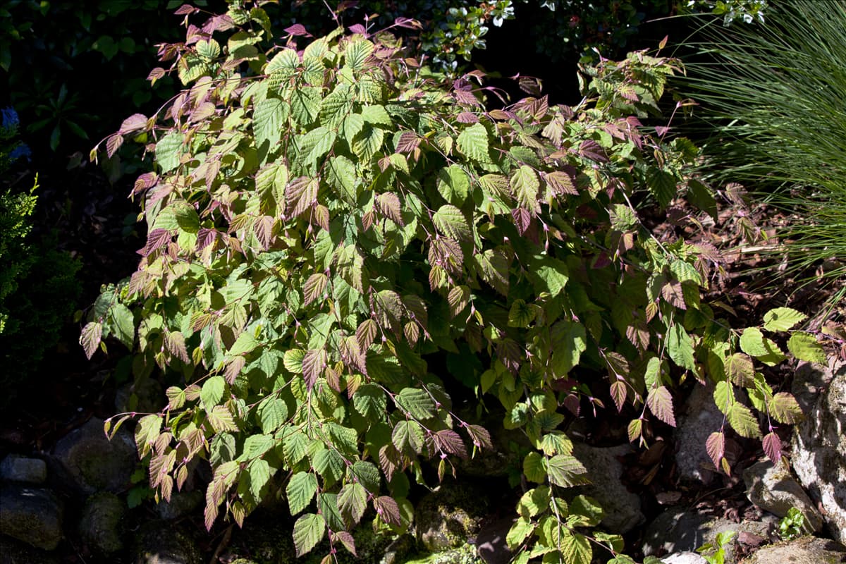 Corylopsis spicata