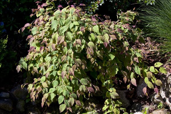 Corylopsis spicata
