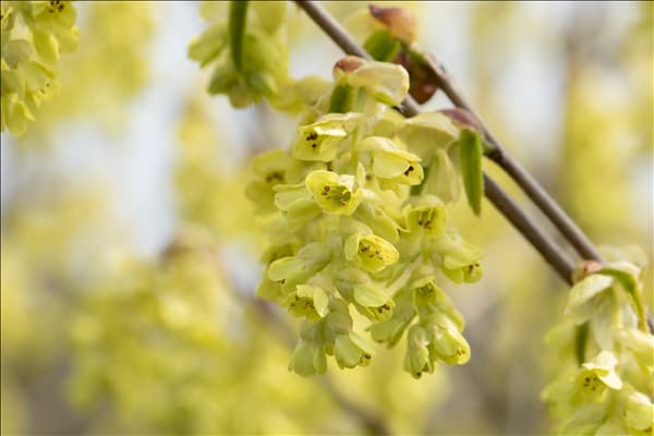 Corylopsis spicata