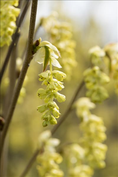 Corylopsis spicata