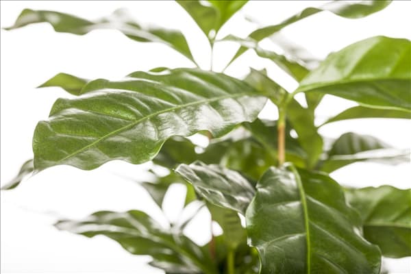 Coffea arabica