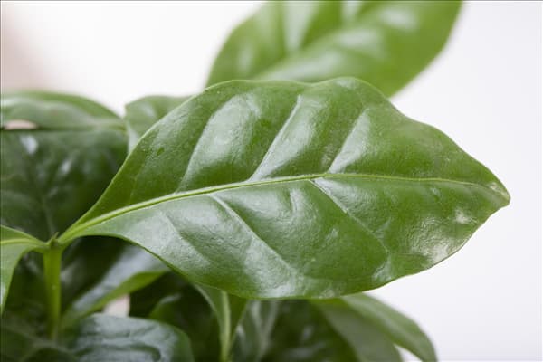 Coffea arabica