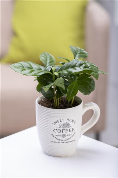 Coffea arabica