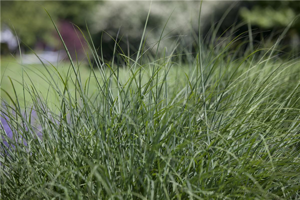 Deschampsia cespitosa