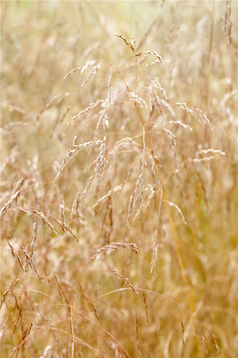 Deschampsia cespitosa