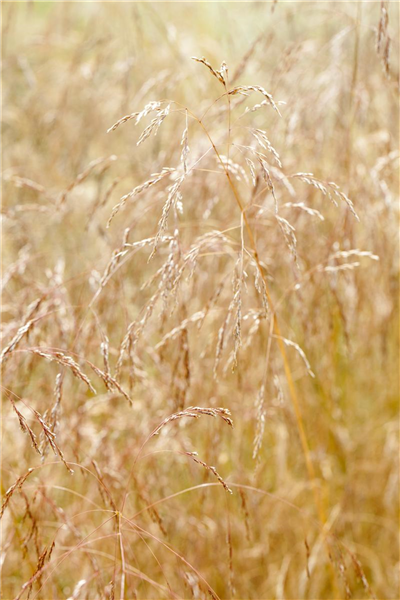 Deschampsia cespitosa