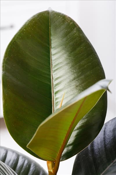 Ficus elastica